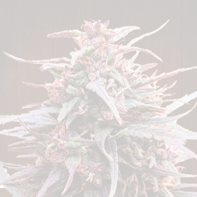 Purple Haze